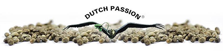 Producent Nasion Marihuany Dutch Passion, AmsterdamSeeds